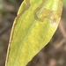 photo of (Liriomyza zinniae)