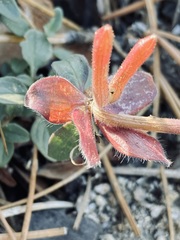 Monardella macrantha macrantha
