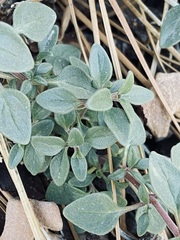 Monardella macrantha macrantha