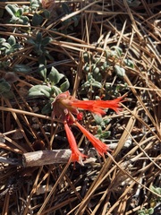 Monardella macrantha macrantha