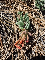 Monardella macrantha macrantha