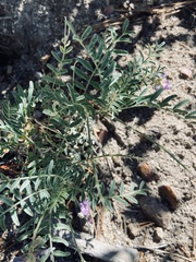 Astragalus gruinus