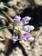 Astragalus gruinus
