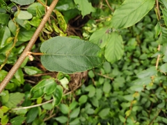 Actinidia latifolia