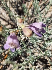 Penstemon californicus