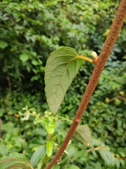 Actinidia latifolia