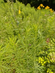 Linaria biebersteinii