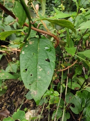 Actinidia latifolia