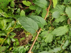 Actinidia latifolia