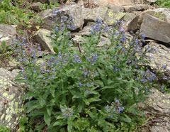 Cynoglottis barrelieri