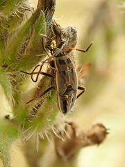 Graptopeltus lynceus