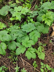 Eriocapitella vitifolia