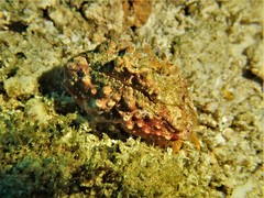 Calappa gallus