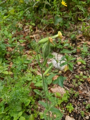Silene chlorantha