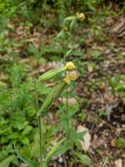 Silene chlorantha