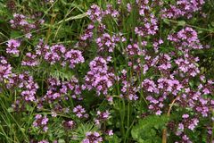 Thymus praecox polytrichus