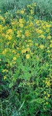 Jacobaea vulgaris