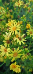 Jacobaea vulgaris