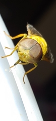 Chlorotabanus