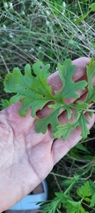 Jacobaea vulgaris