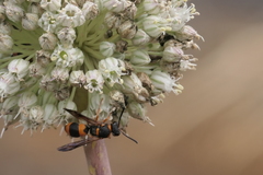 Ancistrocerus kerneri