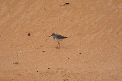 Tringa totanus totanus