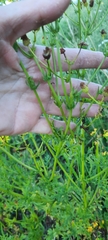 Jacobaea vulgaris