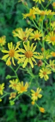 Jacobaea vulgaris