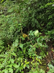 Pseudocayratia oligocarpa