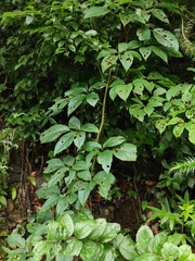 Pseudocayratia oligocarpa