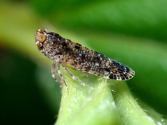 Achilidae