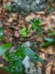 Cynoglossum germanicum