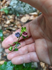 Cynoglossum germanicum