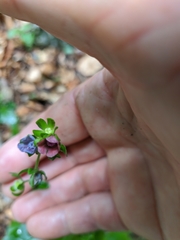 Cynoglossum germanicum