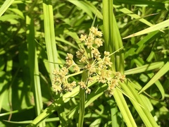 Scirpus polyphyllus