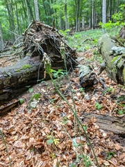 Allium siculum dioscoridis