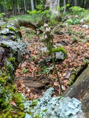 Allium siculum dioscoridis