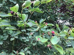 Amelanchier × lamarckii