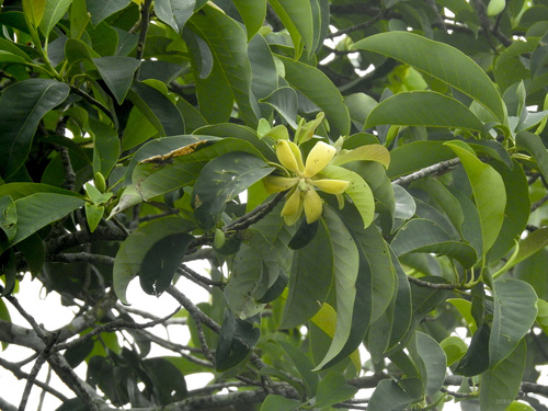 Magnolia betongensis