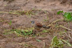 Falco tinnunculus tinnunculus