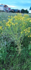 Jacobaea vulgaris