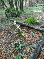 Allium siculum dioscoridis