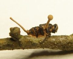 Ophiocordyceps dipterigena