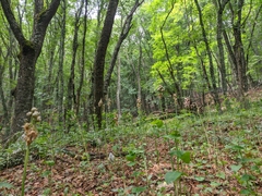 Allium siculum dioscoridis