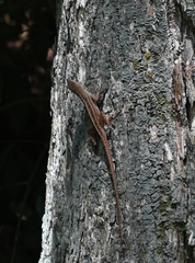 Anolis sagrei