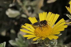 Megachile binominata