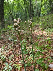 Allium siculum dioscoridis