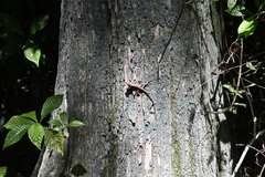 Anolis sagrei