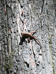 Anolis sagrei
