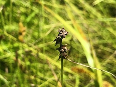 Carex atlantica atlantica